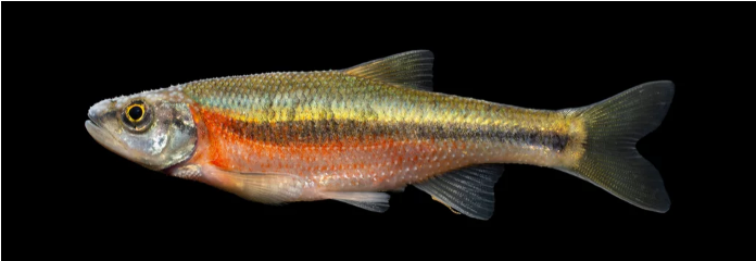 <ul><li><p><em><u>Order</u></em>: Cypriniformes</p></li><li><p><em><u>Family</u></em>: Cyprinidae</p></li><li><p><strong>dorsal fin rays 9 or fewer</strong></p></li><li><p><strong>mouth usually not fleshy or modified for sucking</strong></p></li></ul><p></p>