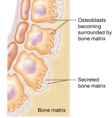 <p>Carried out by osteoblasts </p><ul><li><p>Found in both periosteum and endosteum; make organic matrix and facilitate formation of inorganic matrix</p></li></ul><p></p>