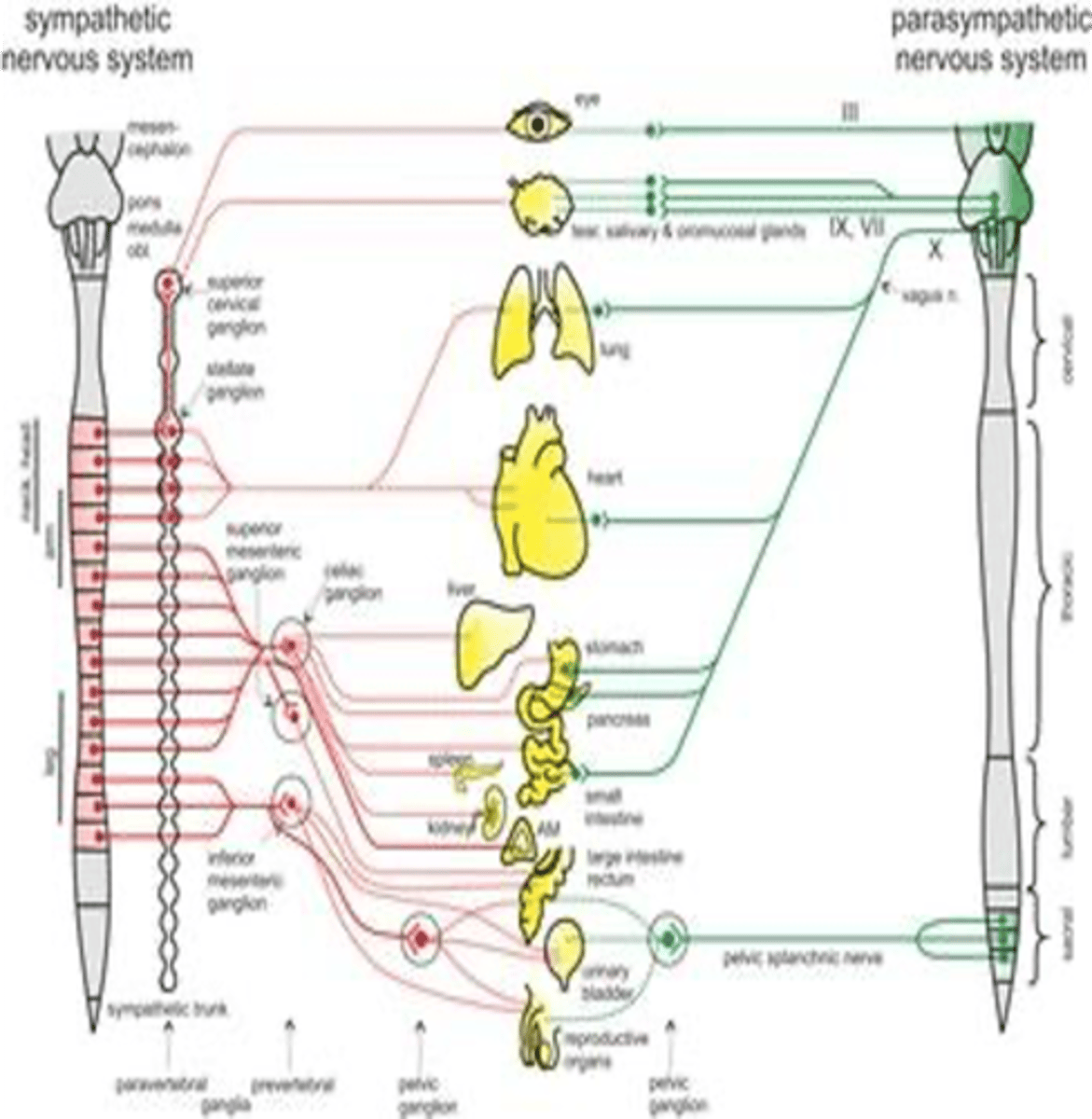 <p>Brainstem</p><p>Sacral segment (S2-S4)</p>