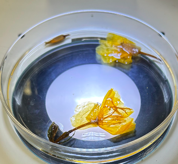 <p>Family + Genus?</p>