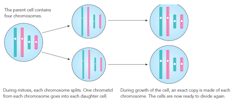 <p>In the image, <span>you can see a diagram of a cell with four </span>———<span>. There are two sets of two </span>———<span> – the blue ones belong to one set, and the pink ones belong to the other set. The rest of the diagram shows what happens when this cell divides by </span>———<span>.</span></p>