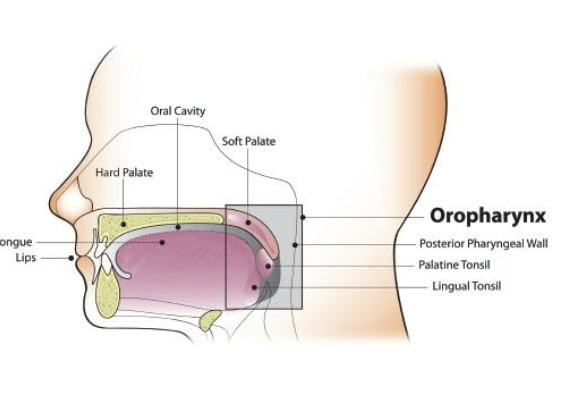<ol><li><p>Soft palate</p></li><li><p>Lateral and posterior pharyngeal walls</p></li><li><p>Tonsils (lingual/palatine)</p></li><li><p>Posterior 1/3 of tongue (BOT)</p></li></ol><p></p>
