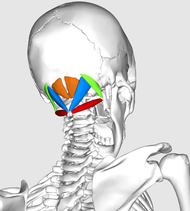 <p>Suboccipital muscles</p>