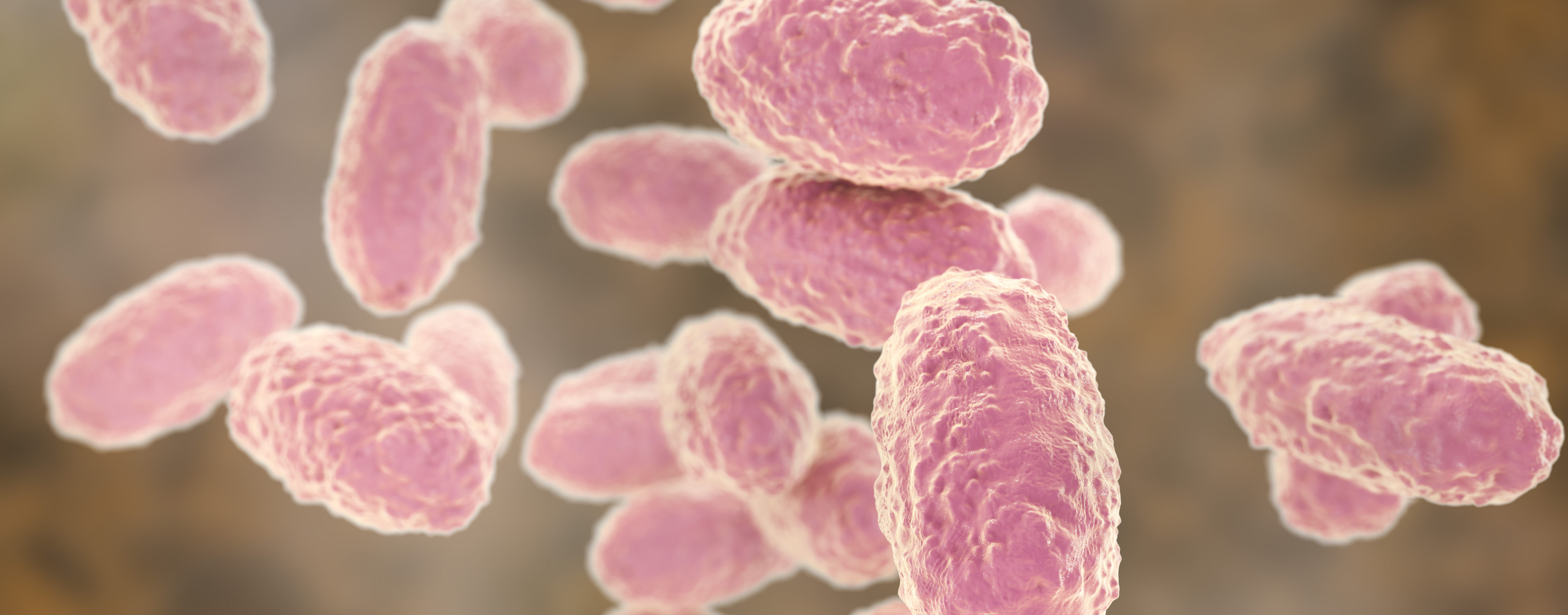 <p><strong>Bordetella pertussis</strong> is rod shaped</p>