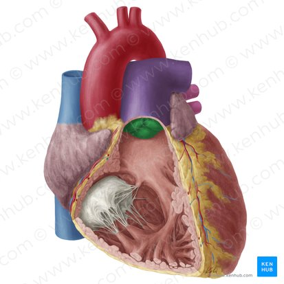 <p>Heart Valve that regulates flow between right ventricle and pulmonary artery.</p>