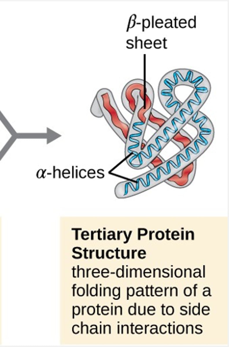 <p>3D folding or coiling pattern of a protein due to side chain interactions</p>