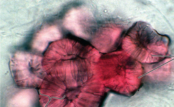 <ul><li><p>Sclerenchyma cells function in rigid support are due to thick secondary walls containing lignin, a strengthening polymer</p></li><li><p>They are dead at functional maturity</p></li><li><p>There are two types:</p><ul><li><p>Sclereids are short and irregular in shape and have  thick, lignified secondary walls (give pears their </p><p>texture)</p></li><li><p>Fibers are long and slender and arranged in threads (used for textiles)</p></li></ul></li></ul>