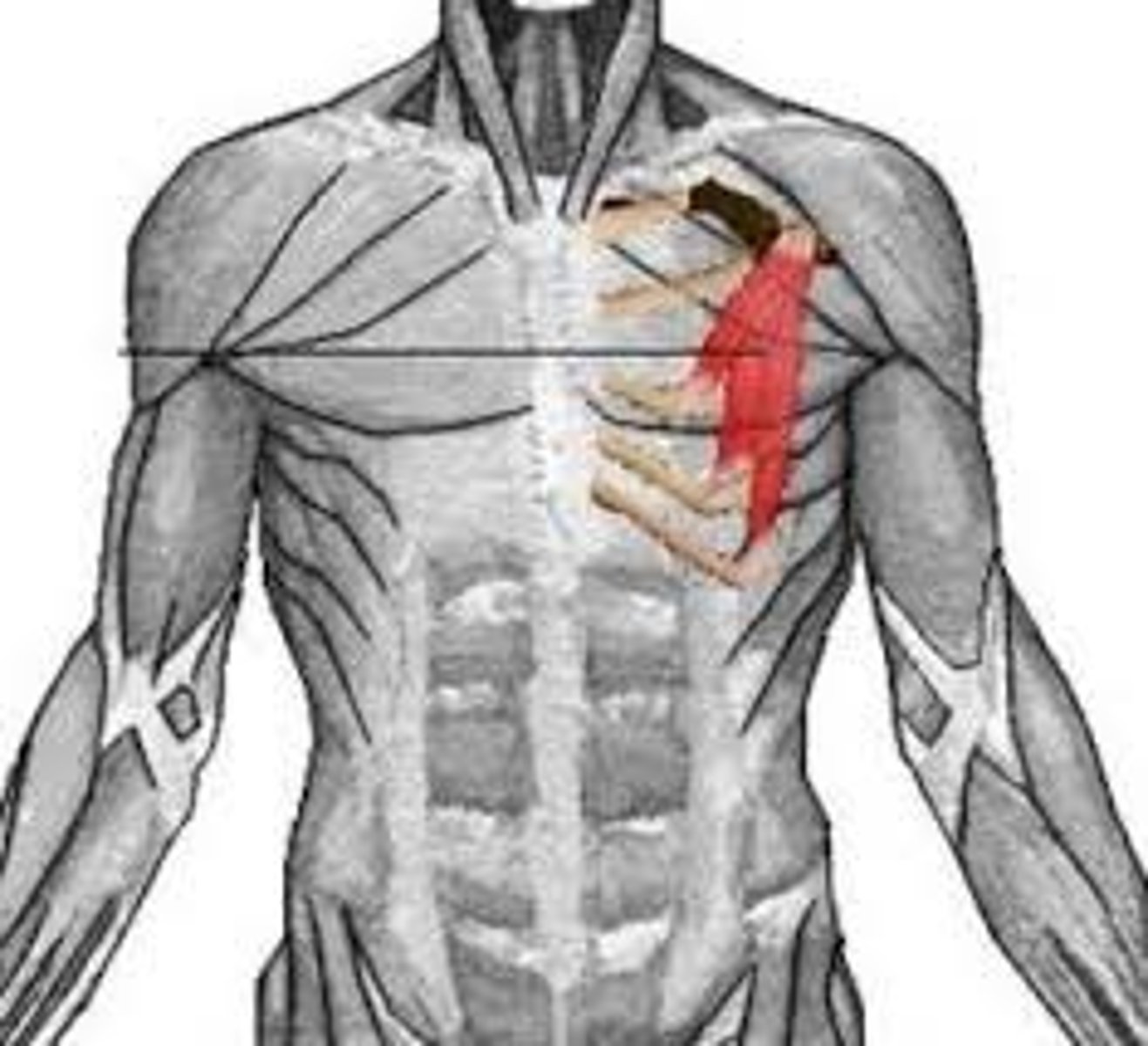 <p>anterior, smaller, deep chest muscle</p>