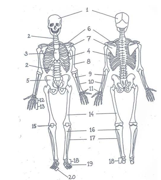 <ol><li><p><strong>Cranium</strong> - skalle</p></li><li><p><strong>Columna vertebralis</strong> - ryggrad</p></li><li><p><strong>Sternum</strong> - bröstben</p></li><li><p><strong>Costae</strong> - revben</p></li><li><p><strong>Pelvis</strong> - bäcken</p></li><li><p><strong>Clavicula</strong> - nyckelben</p></li><li><p><strong>Scapula</strong> - skulderblad</p></li><li><p><strong>Humerus</strong> - överarmsben</p></li><li><p><strong>Ulna</strong> - armbågsben</p></li><li><p><strong>Radius</strong> - strålben</p></li><li><p><strong>Carpalben</strong> - handledsben</p></li><li><p><strong>Metacarpalben</strong> - mellanhandsben</p></li><li><p><strong>Phalanger</strong> - fingrarnas ben</p></li><li><p><strong>Femur</strong> - lårben</p></li><li><p><strong>Patella</strong> - knäskål</p></li><li><p><strong>Tibia</strong> - skenben</p></li><li><p><strong>Fibula</strong> - vadben</p></li><li><p><strong>Tarsalben</strong> - fotledsben</p></li><li><p><strong>Metatarsalben</strong> - mellanfotsben</p></li><li><p><strong>Phalanger</strong> - tårnas ben</p></li></ol>
