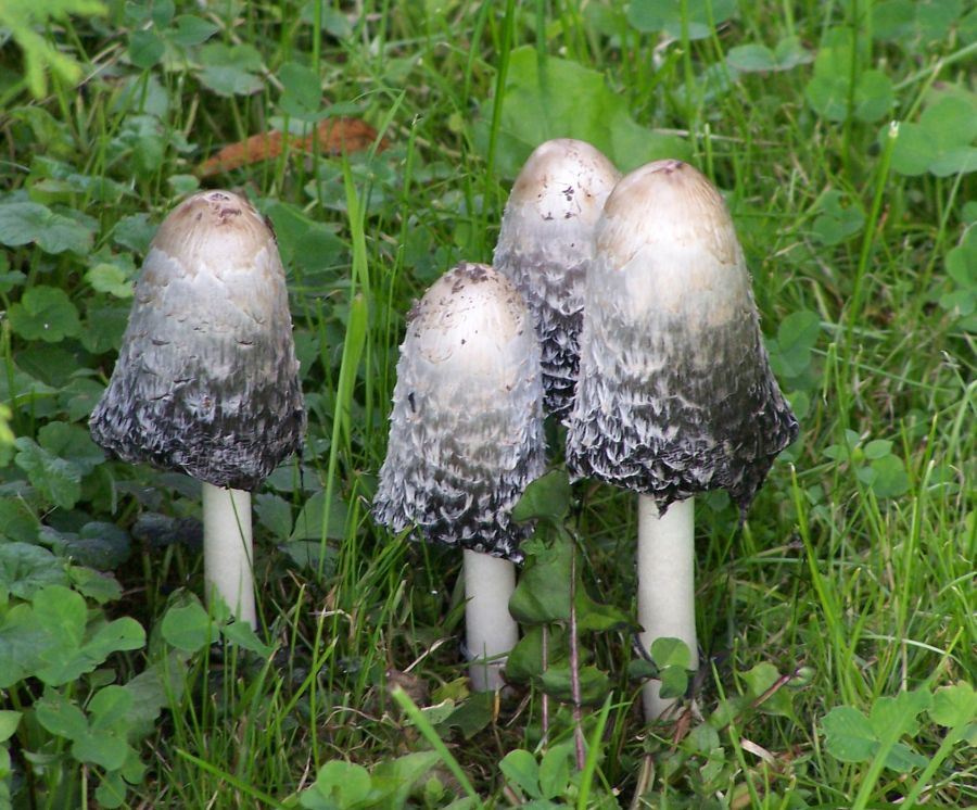 <p>Which fungi is this?</p>