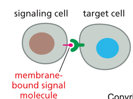 cells touch each other and send a message directly to one another. signal is in membrane and is touched to receptor 