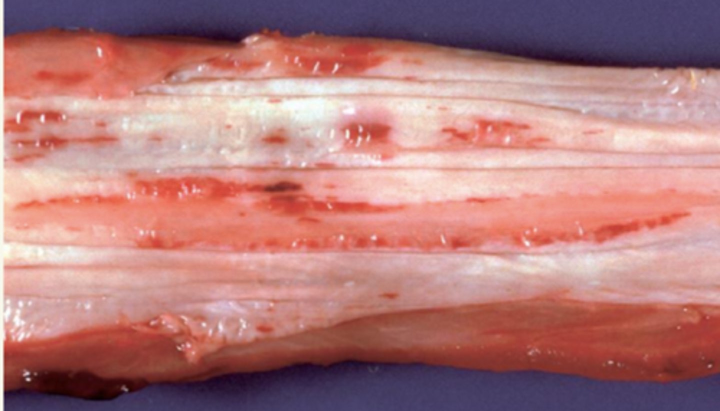 <p>¿diagnóstico morfológico?</p>