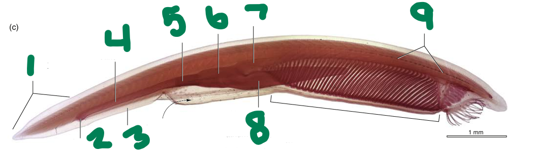 <p>What is 1?</p>