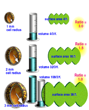 <ol><li><p><span style="background-color: transparent;"><u><span>Cellular Metabolism</span></u><span> </span></span></p><ul><li><p><span style="background-color: transparent;"><span>Diffusion -Movement of molecules from higher</span></span></p></li></ul><p><span style="background-color: transparent;"><span> concentration to lower concentration</span></span></p><ul><li><p><span style="background-color: transparent;"><span>A cell must be able to take in nutrients and take out waste</span></span></p></li></ul><ul><li><p><span style="background-color: transparent;"><span>A cell 20 cm would require </span><u><span>months</span></u><span> for nutrients to get to the center </span></span></p></li><li><p><span style="background-color: transparent;"><span>dissipate thermal energy (means to separate kinda)</span></span></p></li></ul></li><li><p><span style="background-color: transparent;"><u><span>Surface Area to Volume Ratio</span></u></span></p><ul><li><p><span style="background-color: transparent;"><span> Volume increase more rapidly than surface area.</span></span></p></li><li><p><span style="background-color: transparent;"><span> When cell size doubles, the cell has 8x as much volume, but only 4x as much surface area</span></span></p></li><li><p><span style="background-color: transparent;"><span>Small cells have a greater surface area relative to volume</span></span></p></li></ul><p><br></p></li></ol><p></p>