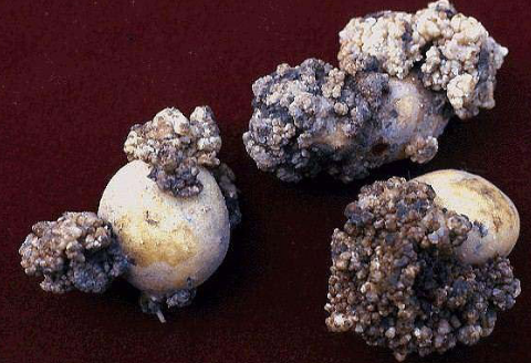 From the Andes, S. America but spread to England and Europe. In 2000, discovered in Prince Edward Island, Canada; resulting in $30 million losses to economy. 2019, discovered in Georgia, USA