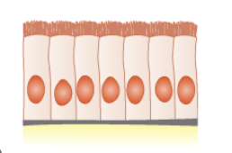 <p>What is the cell shape and where is it typically found? </p>