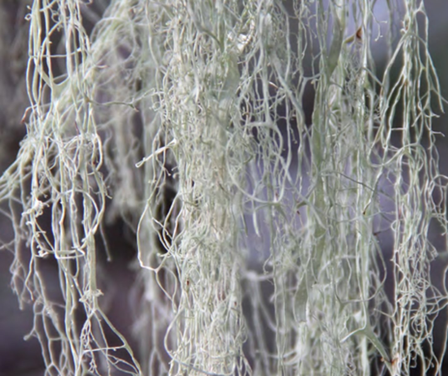 <p>Ramalina menziesii (epiphyte/pygmy oak woodland)</p><p>Appearance: Pale green, web-like fronds.</p><p>Ecology: Sensitive to air pollution; indicator species.</p>