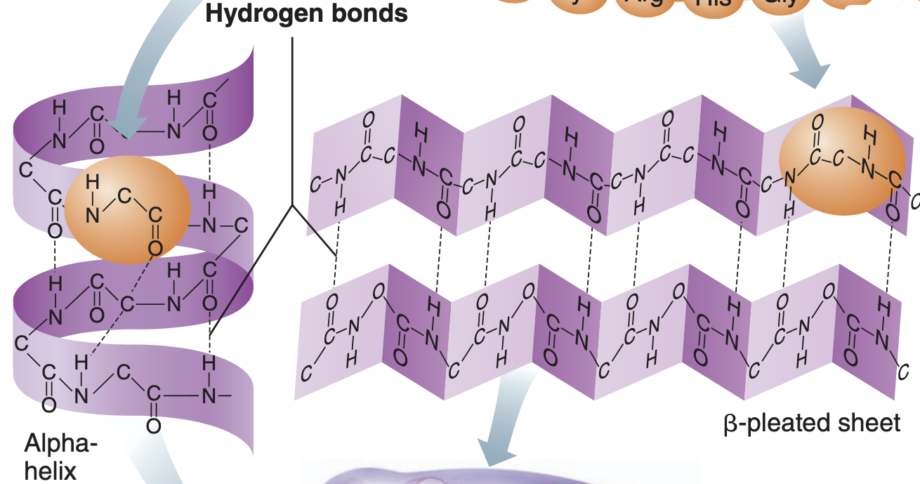 <p>-two types of secondary structure are the alpha-helix and beta-pleated sheet</p><p>-secondary structure is reinforced by hydrogen bonds</p>