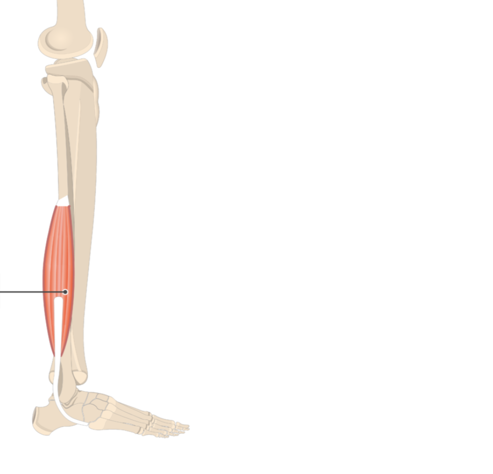 <p></p><p>origin: fibula</p><p>insertion: metatarsal V</p>