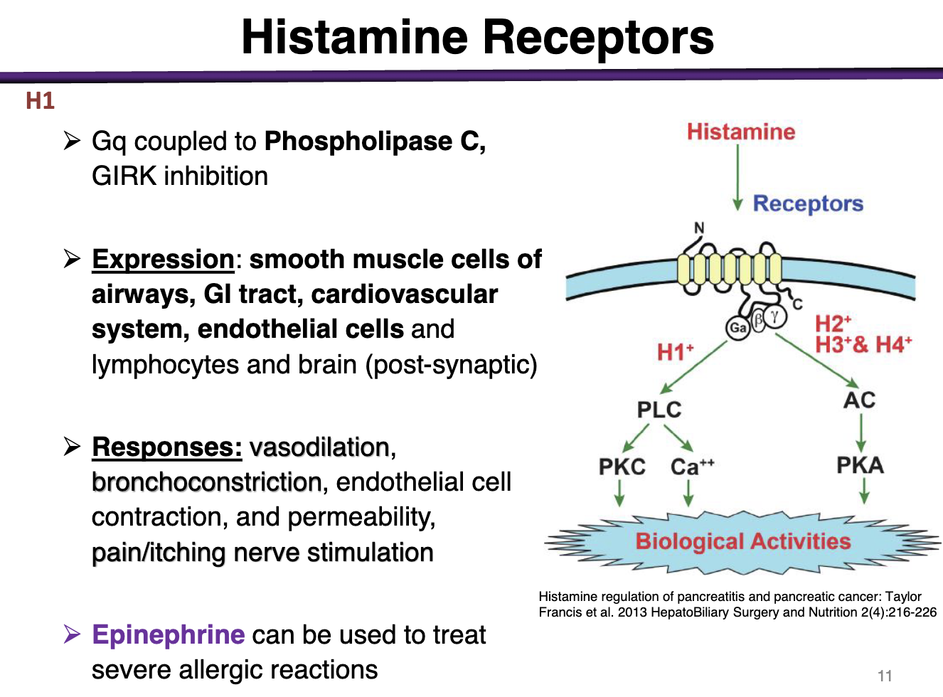 <p>H1 is a Gq coupled to PLC → Girk Inhibition </p><p>Expression: smooth muscle cells of airways, GI tract, cardiovascular system, endothelial cells </p><p></p><p>Responses: <strong>vasodilation, bronchoconstriction</strong>, endothelial cell, contraction, permeability, <strong>pain/itching</strong> nerve stimulation</p><p></p><p>epinephrine used to treat severe allergic rxns </p>