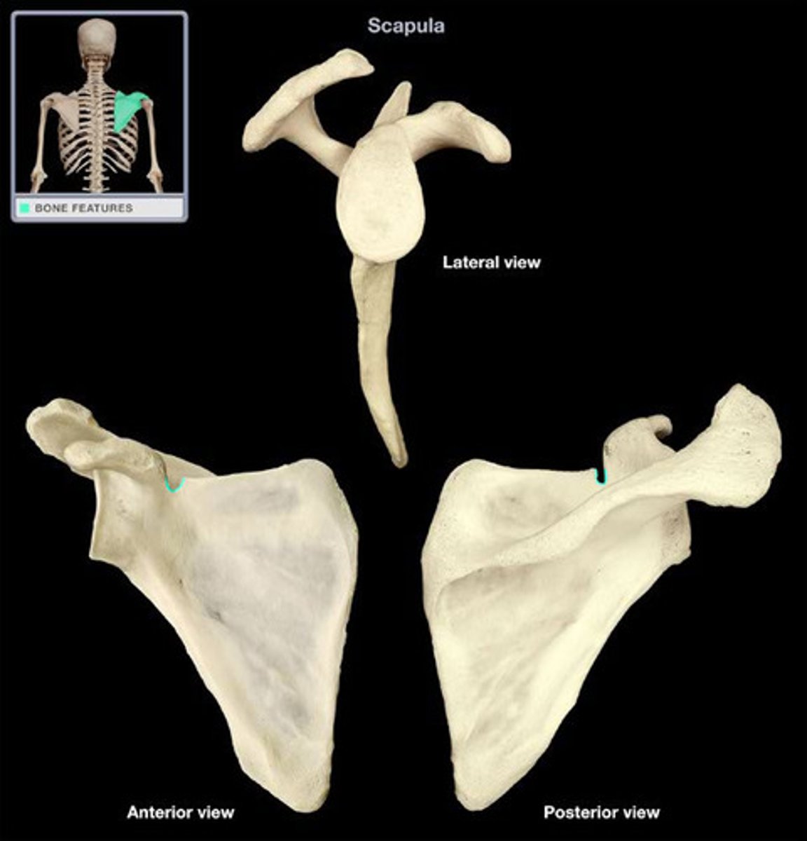 <p>Supra: above<br><br>Suprascapular nerve passes through the notch<br><br>Superior transverse scapular ligament passes over the notch and attaches to the base of the coracoid process</p>