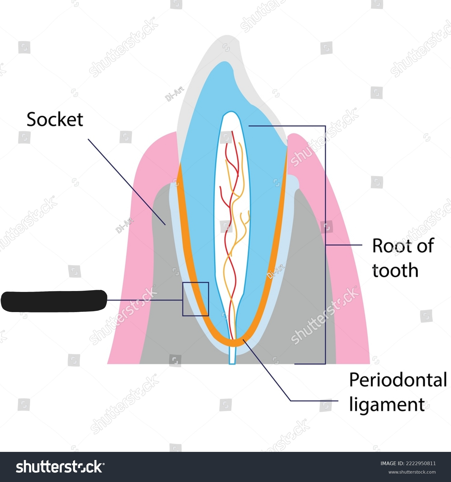 <p><span style="background-color: transparent;"><span>Attach teeth to the sockets of the maxilla and mandible.</span></span></p>