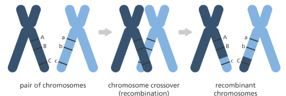 <p>traits that always show up together</p><p>b/c of the tendency that genes located close together on the same chromosome are <strong><u>inherited together</u></strong></p><p>AND</p><p>traits that usually <strong><u>recombine </u></strong>are further away from one another</p>