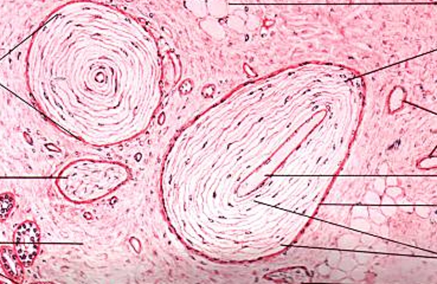 <p>respond to deep pressure and vibration</p>