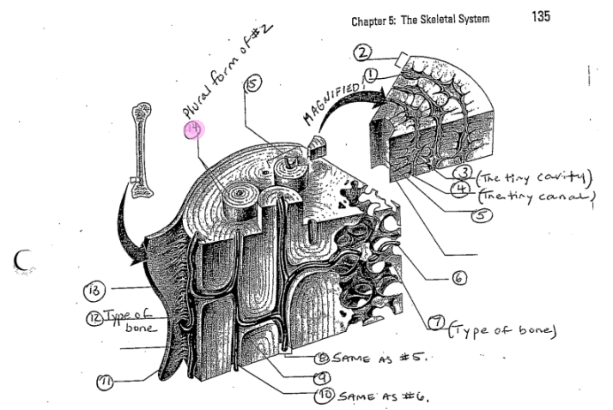 term image