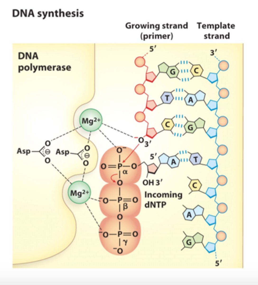 <p>1. DNA polymerase, the enzyme, catalyzes the extension of a DNA strand one dNMP at a time<br>2. DNA synthesis starts; The Mg2+ ions facilitates attack of the 3'-hydroxyl group of the primer on the α phosphate of the nucleotide triphosphate<br>3. the other Mg2+ ion facilitates displacement of the pyrophosphate<br>4. bond breaks and releases B and y as a pyrophosphate</p>