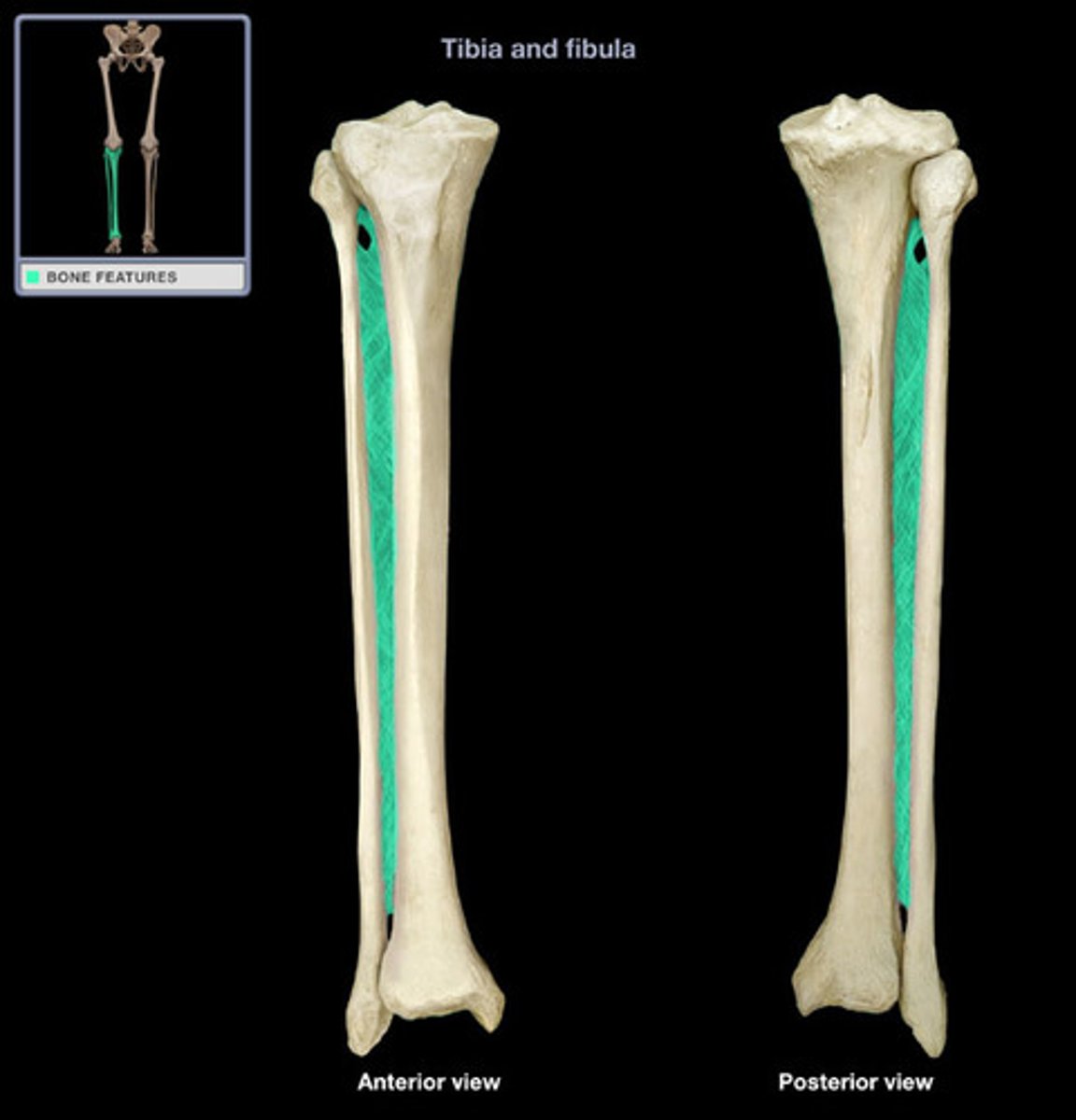 <p>medial, lateral</p>