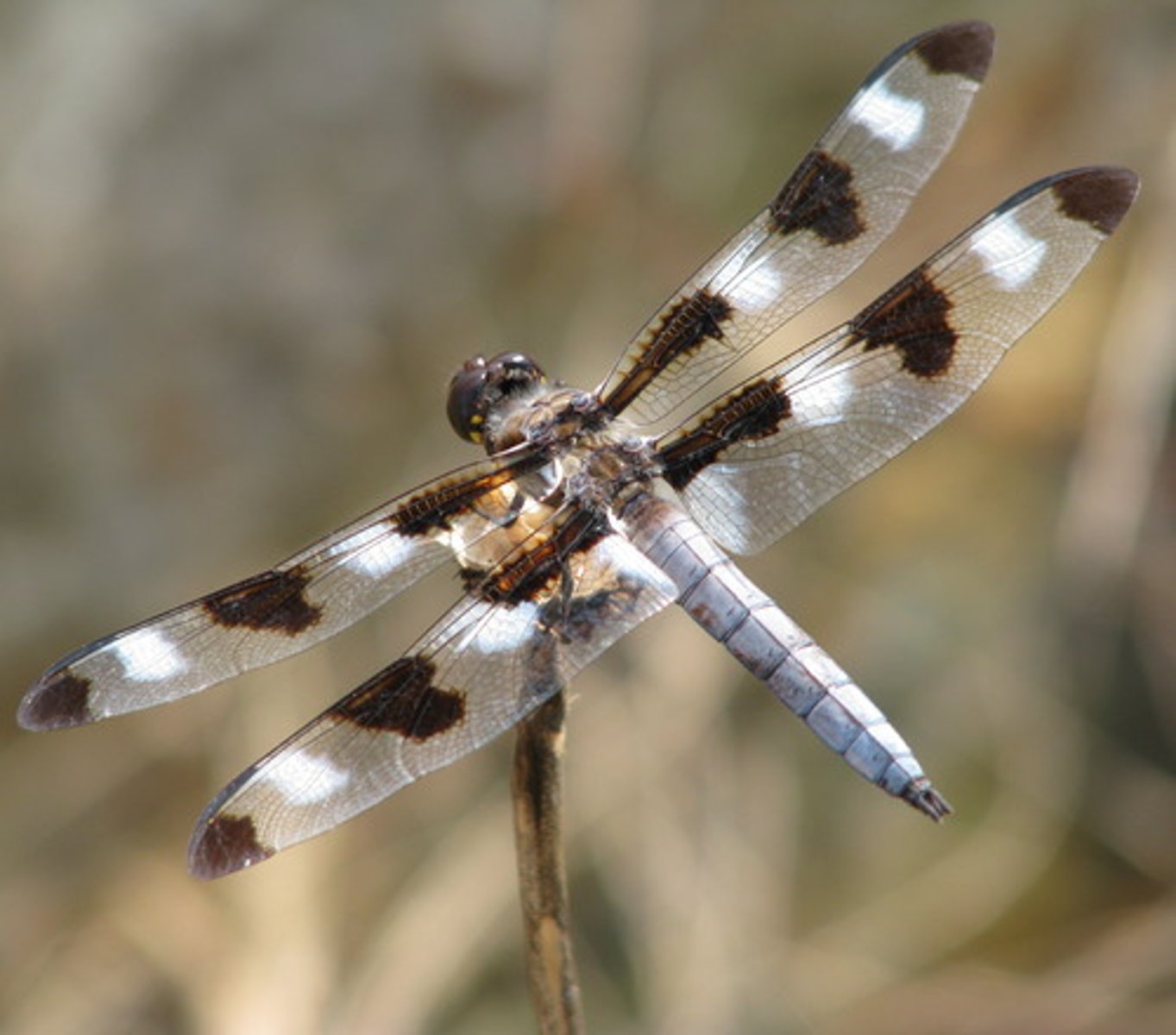 <p>short thorax with broad (often patterned) wings. live near streams, rivers, and lakes. they prey on mosquitoes, and other flying insects.</p>