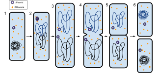 <p>bacteria reproduction asexual copy genetic info from DNA loop then splits into two daughter cells </p>