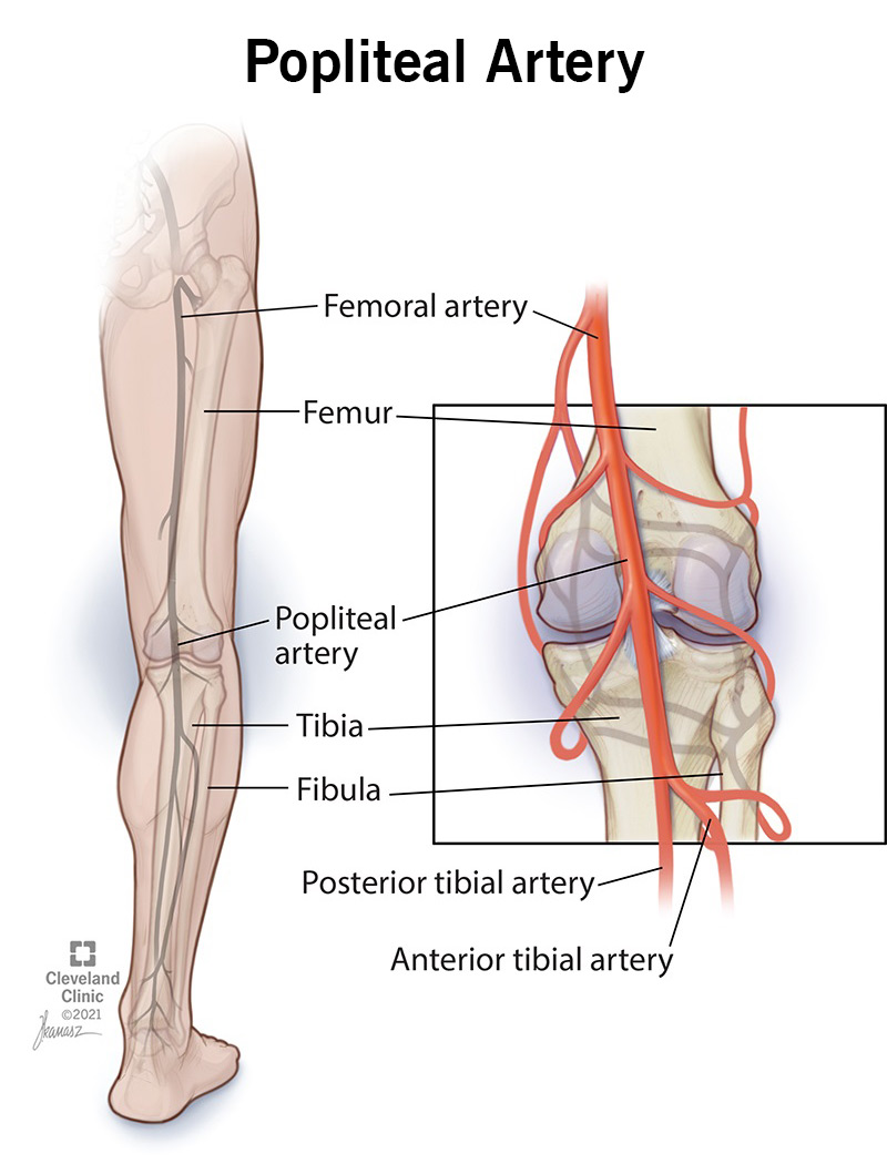<p>Back of the knee </p>