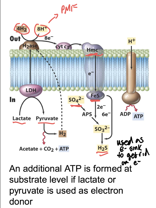 <p><strong>H₂</strong> (via the Hmc transmembrane complex).<br>Overall reaction:<br><strong>4H₂ + SO₄²⁻ + 2H⁺ → H₂S + 4H₂O</strong></p>