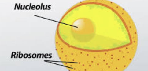 <p>This structure is found at the center of the Nucleus and its job/function is to <strong>create Ribosomes.</strong></p>