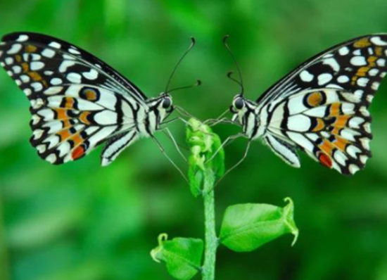 <p>can be classified in seven<br>distinct patterns. Each pattern contains all or some<br>of the following types of symmetry: Translation<br>symmetry, Horizontal mirror symmetry, Vertical<br>mirror symmetry, Rotational symmetry, or Glide<br>reflection symmetry.</p>