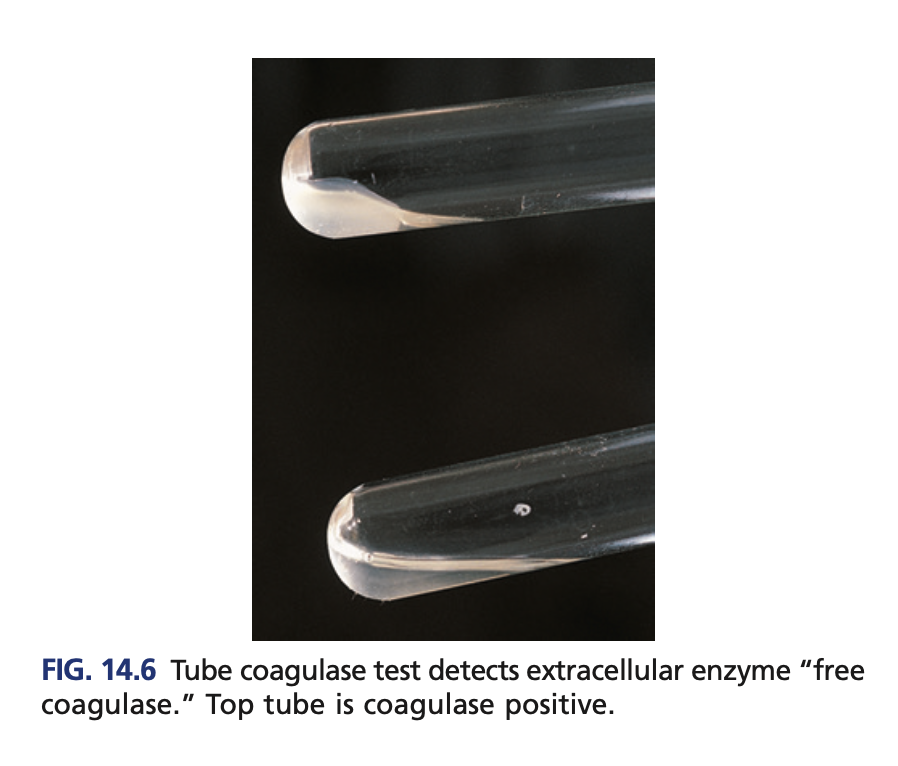 <p>Slide coagulase (screening) </p>