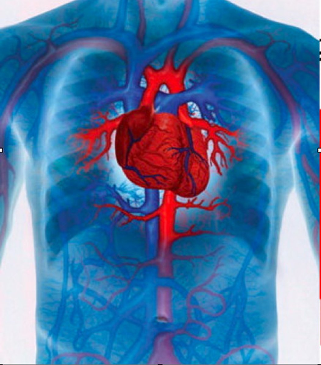 <p>It is the <u><mark data-color="blue" style="background-color: blue; color: inherit;">study of the </mark></u><strong><u><mark data-color="blue" style="background-color: blue; color: inherit;">heart</mark></u> </strong>and <strong><u>blood vessels</u></strong>.</p>