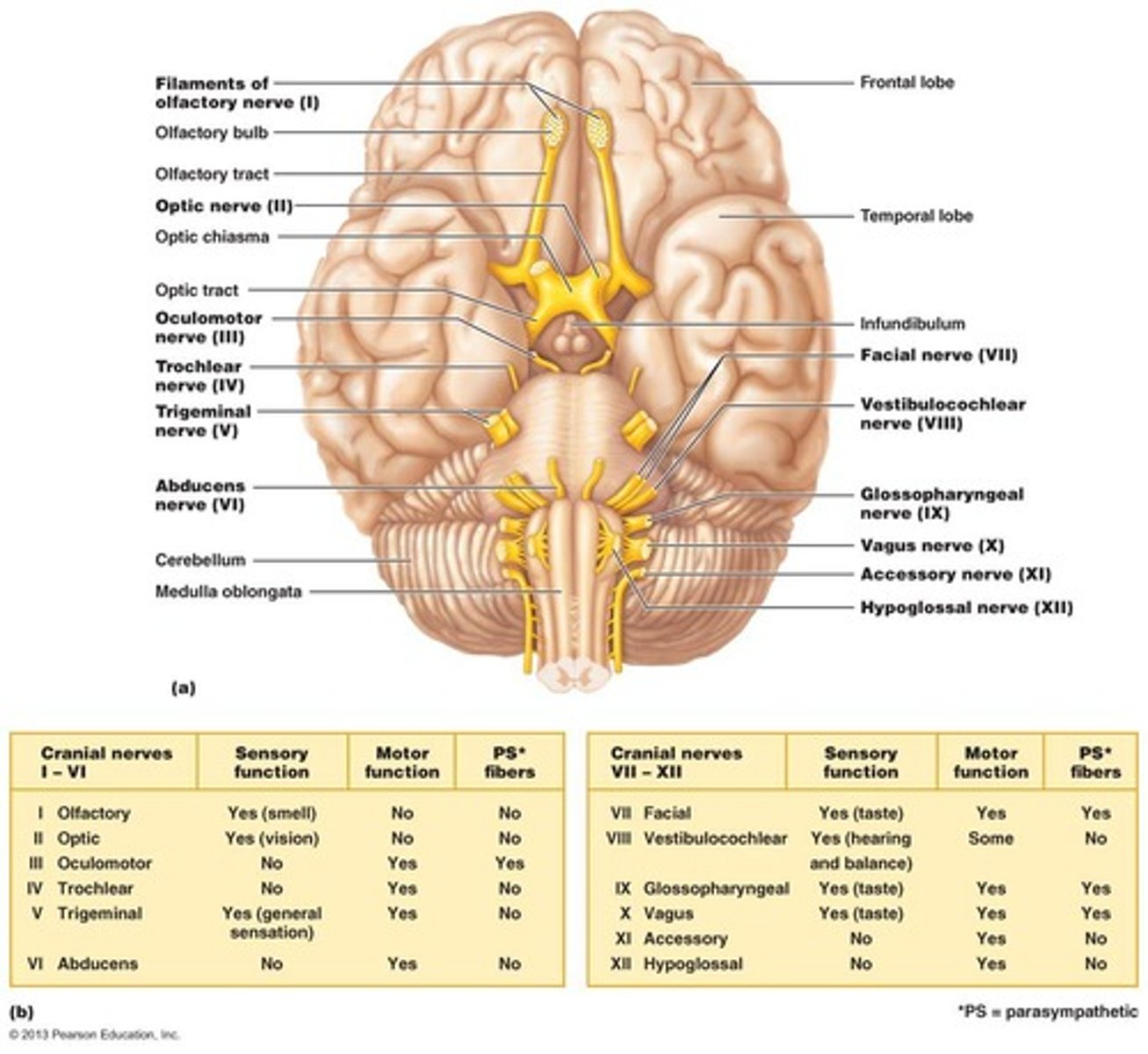 <p>12 pairs of cranial nerves are associated with the brain, with two attaching to the forebrain and the rest to the brain stem.</p>