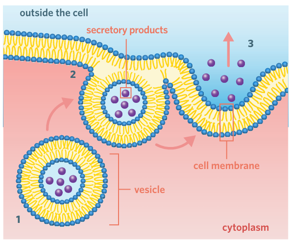 <p>1 Vesicular transport – a vesicle containing secretory products is transported to the plasma membrane </p><p>2 Fusion – the membranes of the vesicle and cell fuse </p><p>3 Release – the secretory products are released from the vesicle and out of the cell.</p>