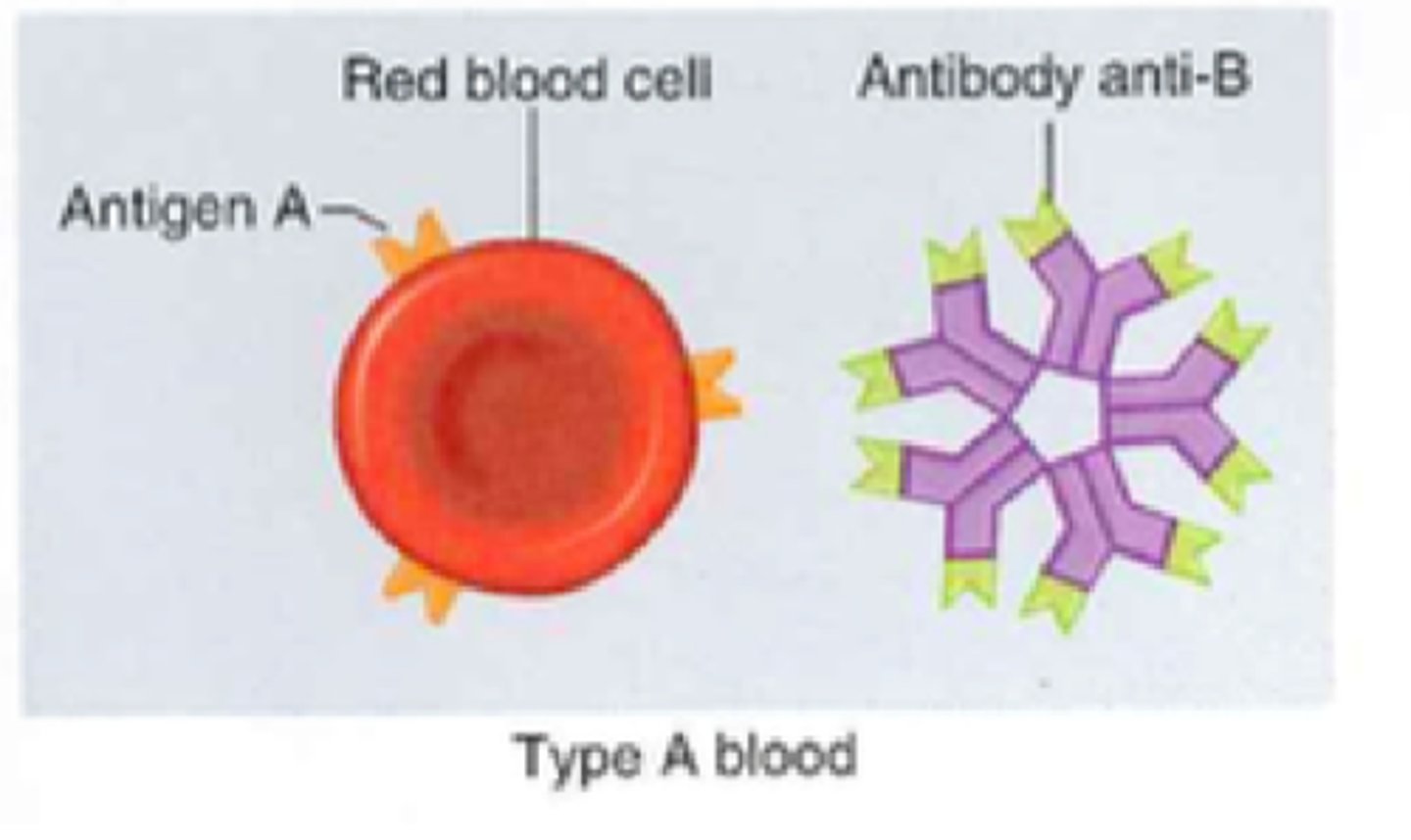 <p>A antigens, B antibodies</p>