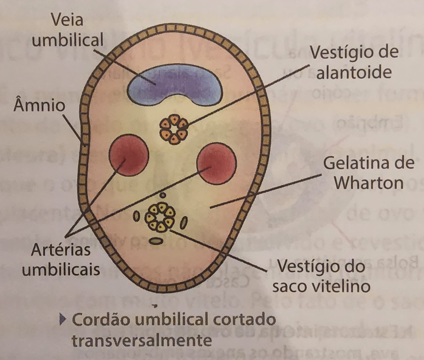 * estrutura que conecta o embrião à placenta
* formada pela associação de partes do âmnio, saco vitelino e alantoide
* no interior do cordão existem duas artérias e uma veia
  * artérias - sangue limpo (saí do coração)
  * veia - sangue venoso (vai para o coração, CO2)
* circulação invertida - artéria transporta sangue venoso saindo do feto, e a veia chega ao feto com sangue arterial