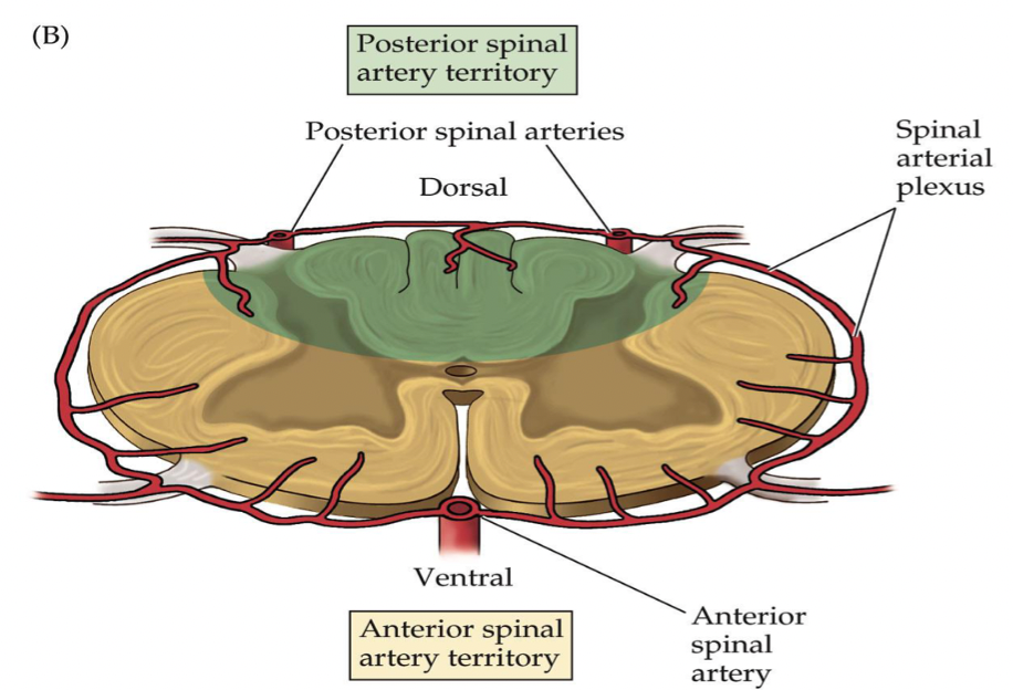 <p>dorsal, midline ~1/3 of spinal cord</p><p>forms a <strong><em>spinal artery plexus</em></strong></p>