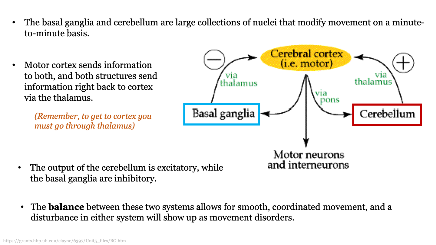 cerebellum and basal ganglia; the motor cortex sends information to both and these structures send information back via the thalamus 