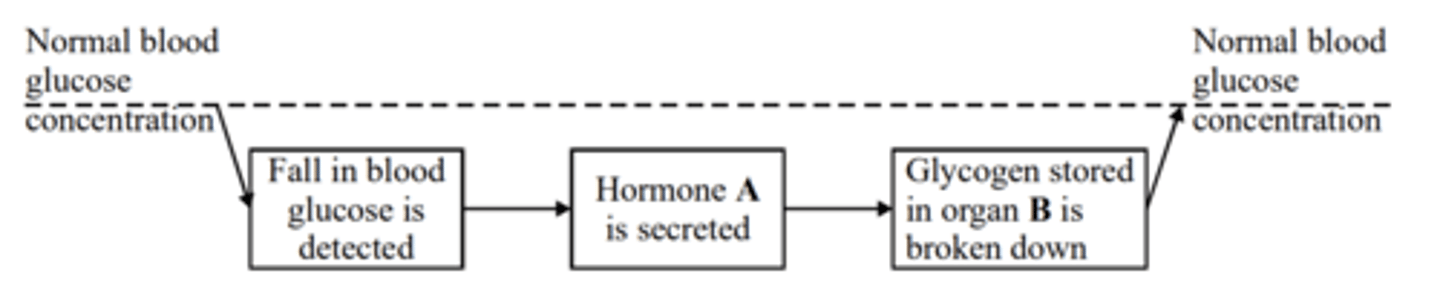 <p>(a) (i) glucagon<br>(ii) liver<br><br>(b) A change to the normal level initiates a response which reduces the effect/ reverses/acts against the change;</p>