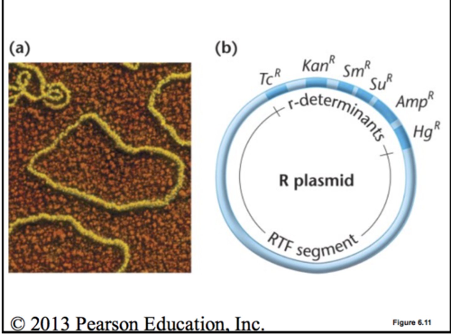 <p>what are 2 characteristics of R-plasmids?</p>