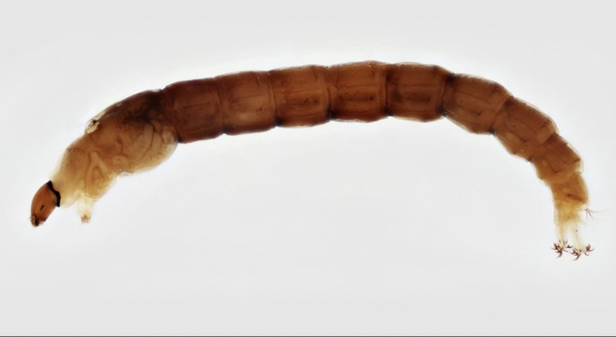 <p>diptera</p>