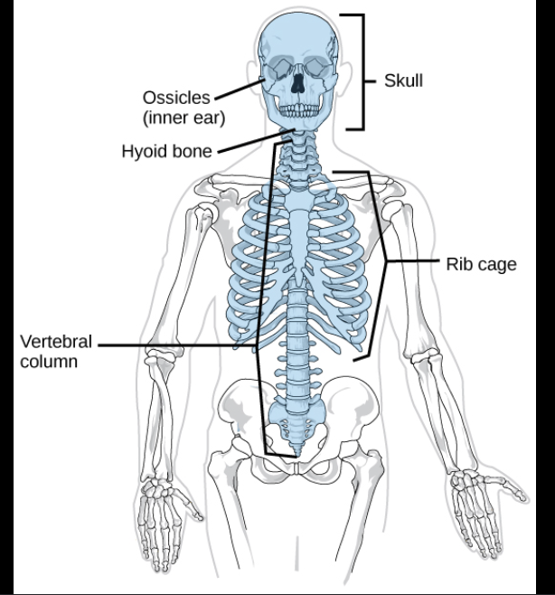 <p>Central core of body, that supports and protects brain and spinal cord</p><ul><li><p>Skull </p></li><li><p>Spine</p></li><li><p>Rib Cage</p></li></ul><p></p>