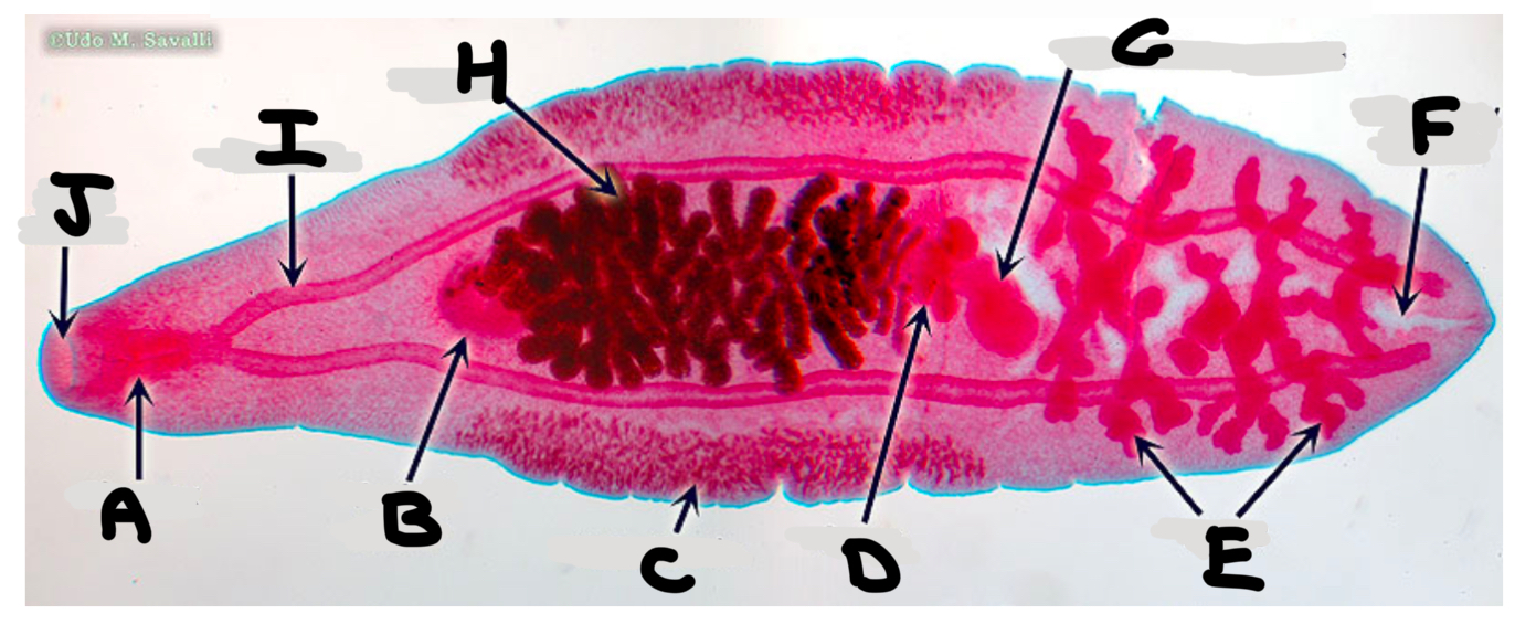 <p>What part of the liver fluke is labeled B</p>